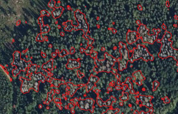 Satelliittikuva metsästä.