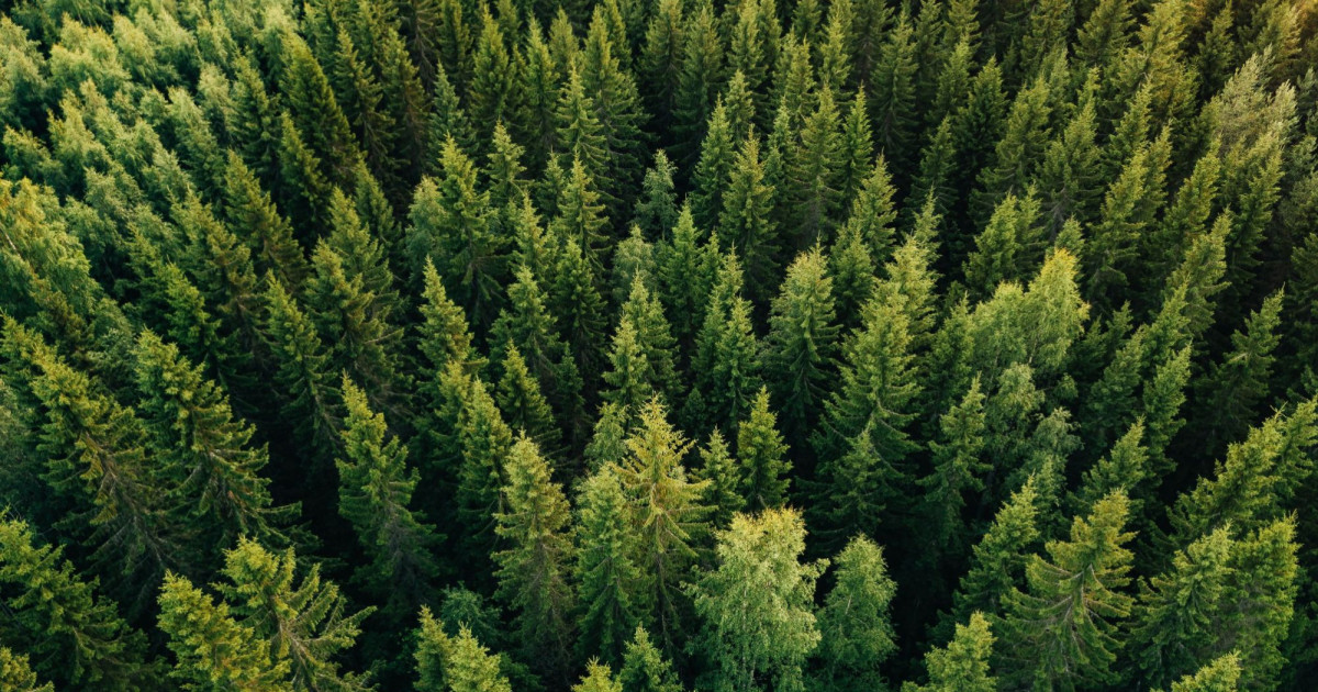 Is AI Already Monitoring Your Forests? | Sitowise